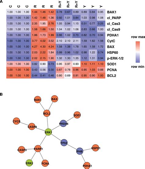 Protein expression and Protein-protein interaction map . (A) Heat map ...