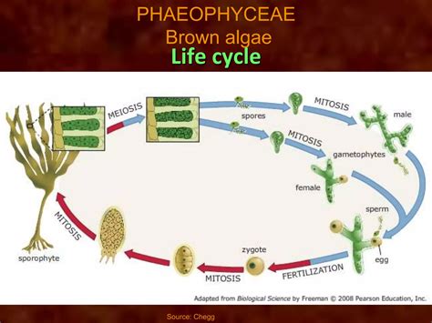 Algae General Characters And Classification Ppt