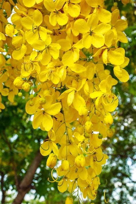 Elevate Your Garden with Yellow Perennial Flowers - Home And Hues