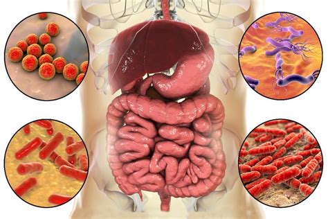 La Microbiota En C Ncer Colorrectal Ibions