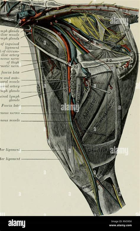 Medial Umbilical Ligament Is A Remnant Of : Pdf Laparoscopic Anatomy Of ...