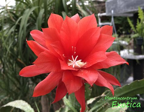 Epiphyllum Ackermannii Red Orchid Plantencentrum Exotica