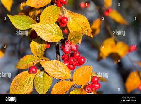 Hollyberry Cotoneaster Cotoneaster Bullatus Baies Rouges Et Feuilles D