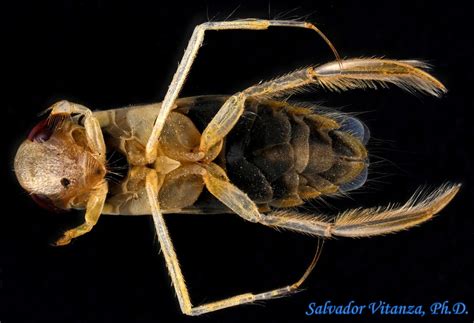 Hemiptera-Heteroptera-Corixidae-Corisella edulis-Water Boatmen MALE (D ...