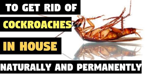 How To Get Rid Of Cockroaches In House Naturally And Permanently How