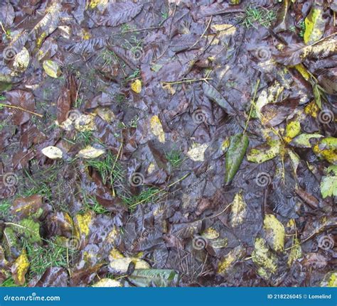 Fallen Leaves Lie On The Ground Autumn Background Stock Image Image