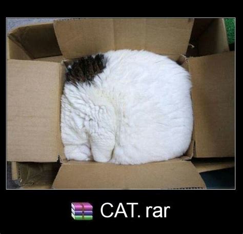 cats love boxes but this cat is the box - Meme by semper117 :) Memedroid