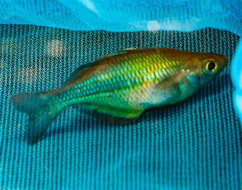 Turquoise Rainbowfish Melanotaenia Lacustris Dan S Fish