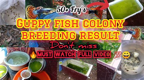 How To Guppy Fish Colony Breeding In Tamil Guppy Fish Colony Breeding