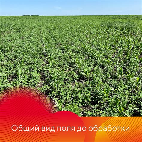 Гербицид Фултайм® октябрь 2023
