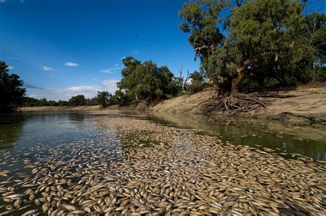 An Australian River Choking On Fish Corpses And A Community Full Of