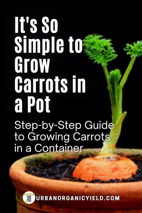 Growing Carrots In Containers A How To Guide Artofit