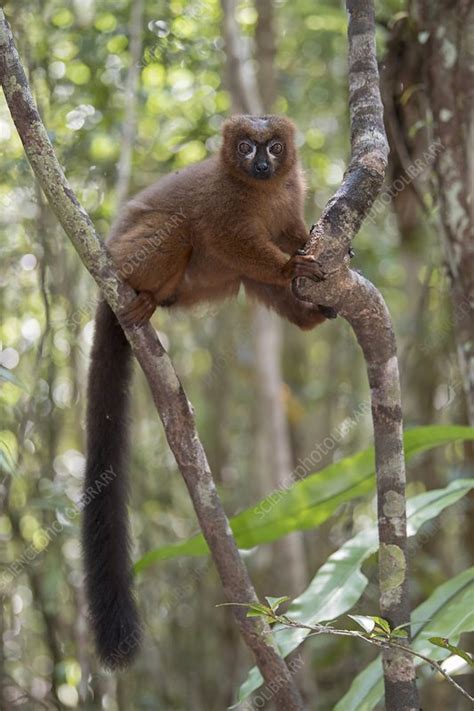 Red-bellied Lemur - Stock Image - C041/5818 - Science Photo Library