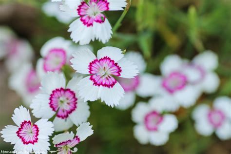 Early Summer Flowers - MOMENTS IN THE GARDEN PHOTOGRAPHY