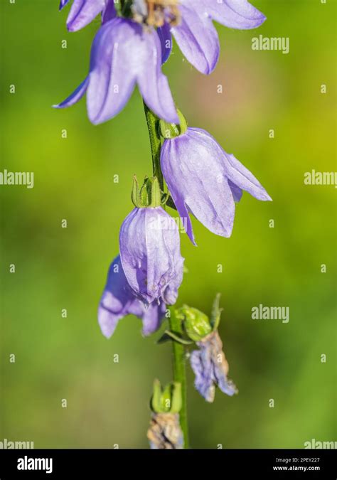 Campanula Rapunculoides Creeping Bellflower Or Rampion Bellflower Is