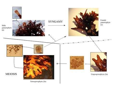 Haploid Diploidy A Brief History The Molecular Ecologist