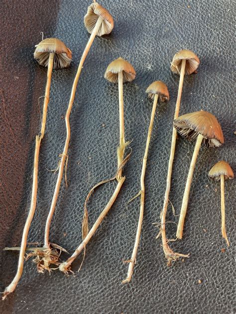 Liberty Cap From Howerton Way SE Ilwaco WA US On October 6 2021 At