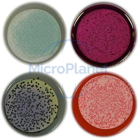 Legionella Gvpc Agar Placas 60mm C 20 Unid Iso 11731 1