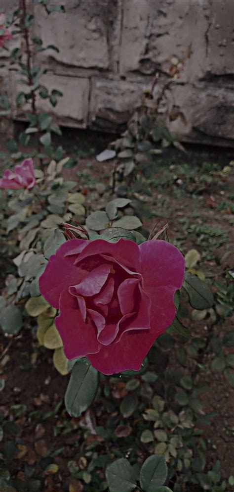 Pin by Алиса Чойнак on Надо попробовать | Plants