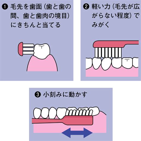 プラーク除去で健康に正しい歯磨き方法神奈川歯科大学 荒川浩久特任教授医療ニュース トピックス時事メディカル時事通信の医療ニュースサイト