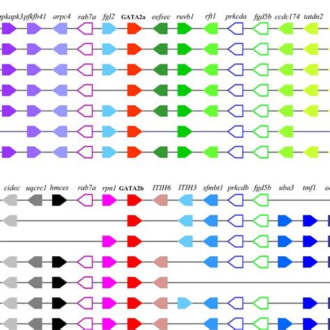 Chromosomal Segments Showing The Conserved Syntenic Blocks Containing