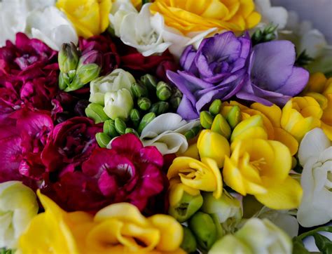 Mixed Freesia Bulbs at Brent Vangundy blog