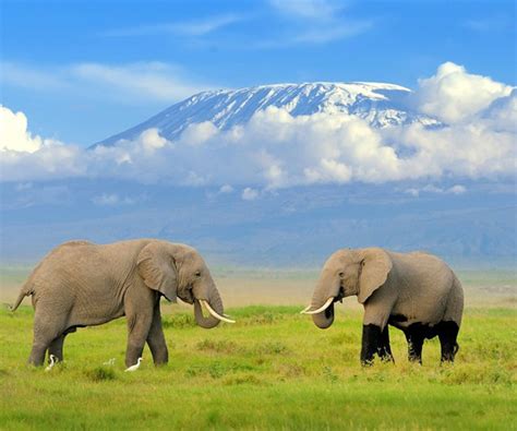 Kilimanjaro National Park