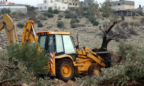 Fair Olive Harvest in Palestine - Canaan Palestine