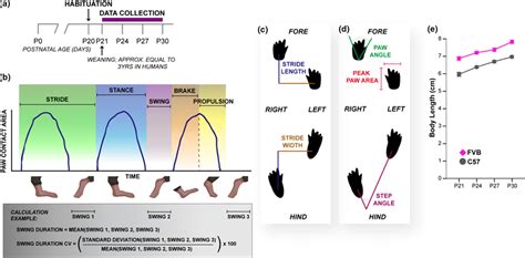 Gait Analysis Procedure And Measurement Schematics A Schematic Of