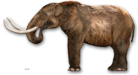 Mammut Americanum