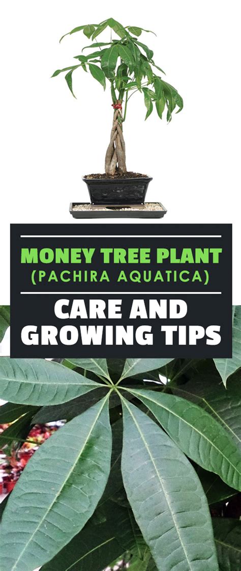 Money Tree Plant Pachira Aquatica Care And Growing Tips