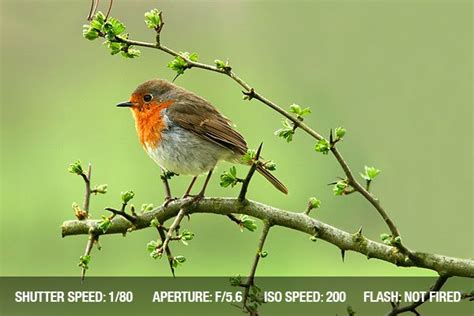 Bird Photography With Flash