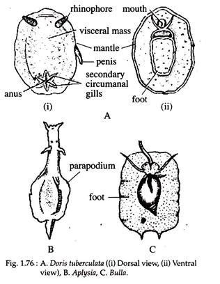 Phylum Mollusca Aplysia