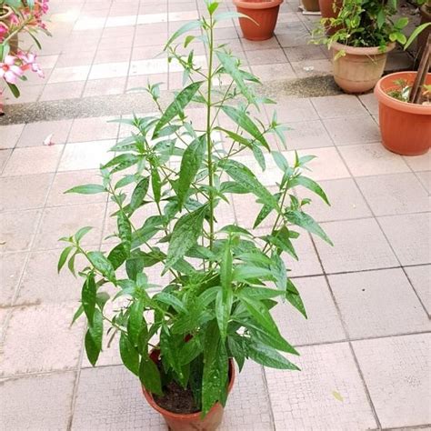 15 Snake Repellent Plants | Plants that Repel Snakes Naturally