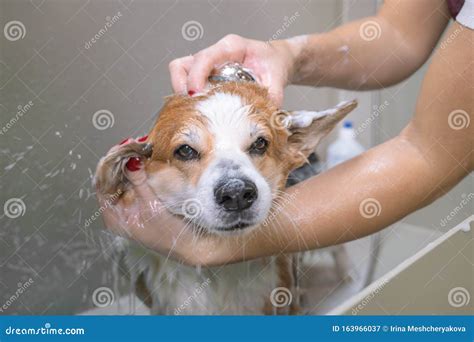 6,794 Bath Dog Grooming Stock Photos - Free & Royalty-Free Stock Photos ...