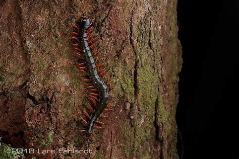 - Lars Fehlandt • Wildlife Expeditions & Nature Photography