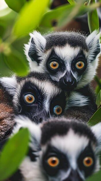 Premium Photo A Group Of Lemurs Sitting On Top Of A Tree