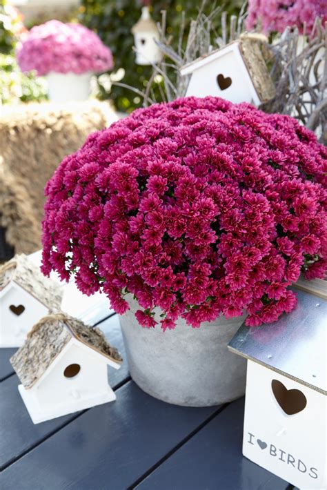 Хризантема Лагун Пёрпл Chrysanthemum Lagoon Purple - купить саженцы ...