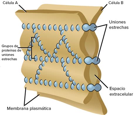 Qué son las uniones oclusivas Homo medicus