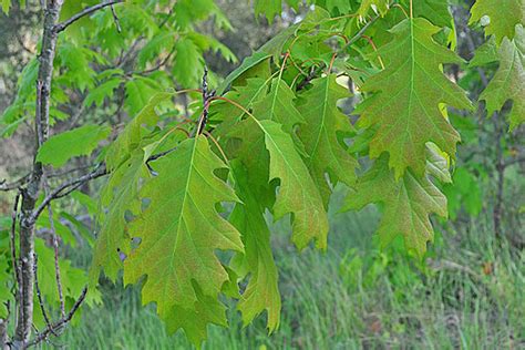 Northern Red Oak Cloud Mountain Farm Center Nursery