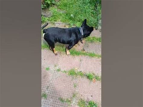 сабачка #сабака - YouTube