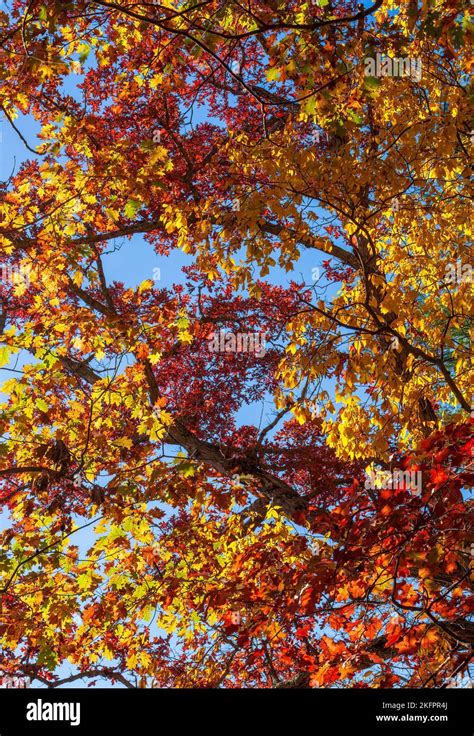 Tree Canopies Scarlet Oak White Oak And Butternut Fall Foliage In New England Leaves In