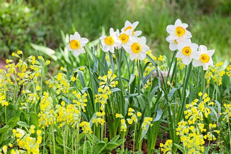 How To Grow Daffodil Bulbs From Bulb To Bloom