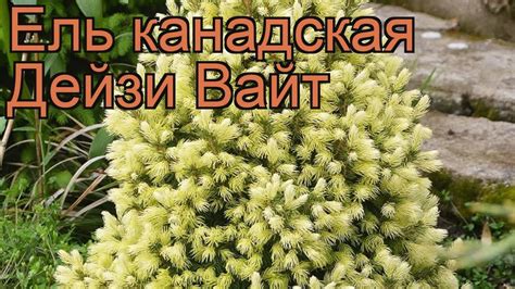 Ель канадская Дейзи Вайт (picea daisy's white) 🌿 обзор: как сажать ...