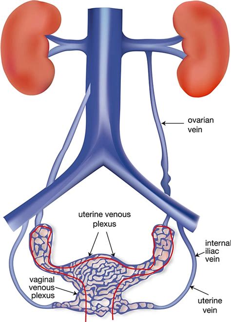 Testicular Vein Anatomy