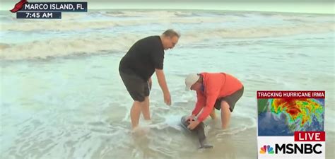 NBC S Kerry Sanders Rescues 2 Dolphins After Hurricane Irma POPSUGAR News