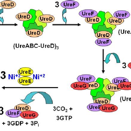 Proposed Pathway Of Urease Activation The K Aerogenes UreA UreB And