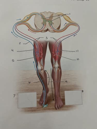 More Human Reflex Physiology Flashcards Quizlet