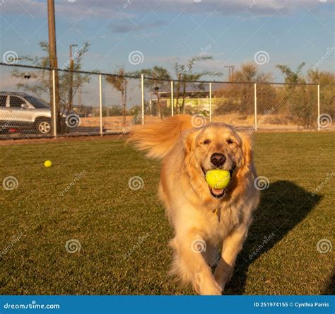 Recuperador De Oro De Pan De Puerro Con Bola De Tenis En El Parque De