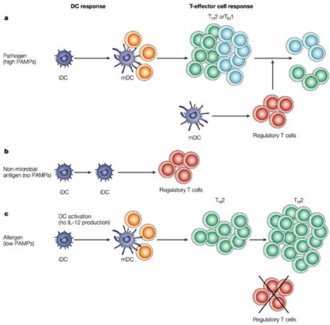 Différenciation Des Lymphocytes T Régulateurs A Une Forte